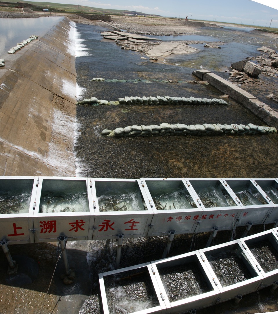 曾晴賢老師協助大陸青海省沙柳河設計的魚道