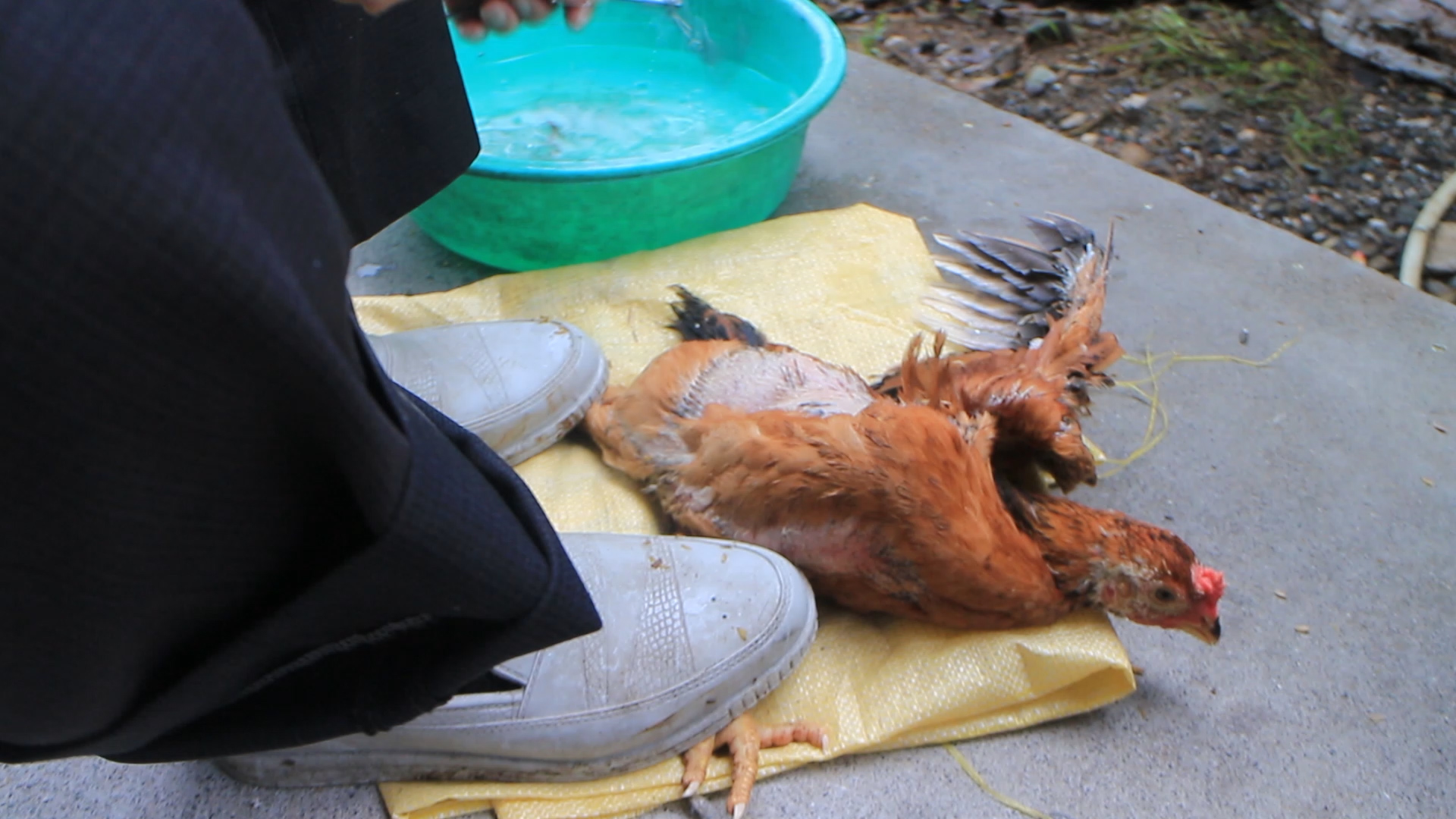 閹雞前需先固定雞隻，然後快狠準的進行取睪丸的手術