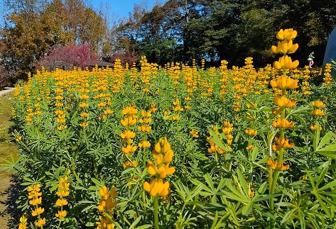 樟樹步道魯冰花海，春遊品茶賞花好去處！