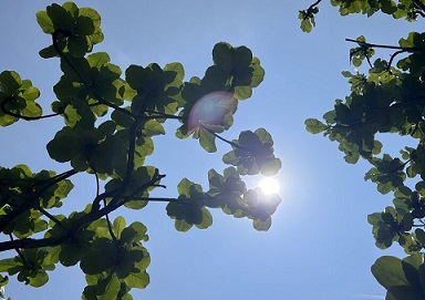 歡迎來臺東，玩農遊體驗，享受「慢活」氛圍！