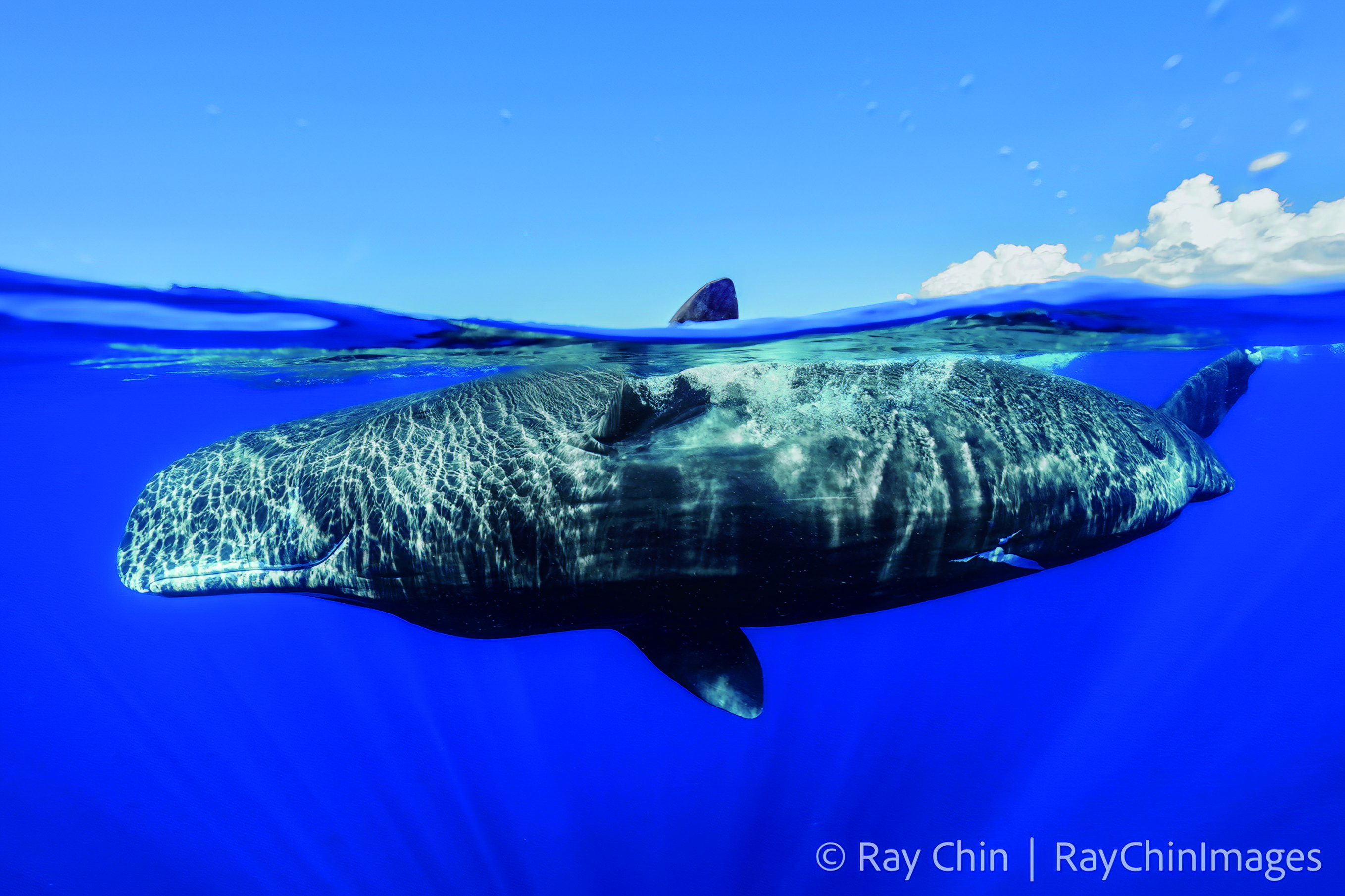 黑潮尋鯨：遇見噴風的抹香鯨-節目-Rti 中央廣播電臺