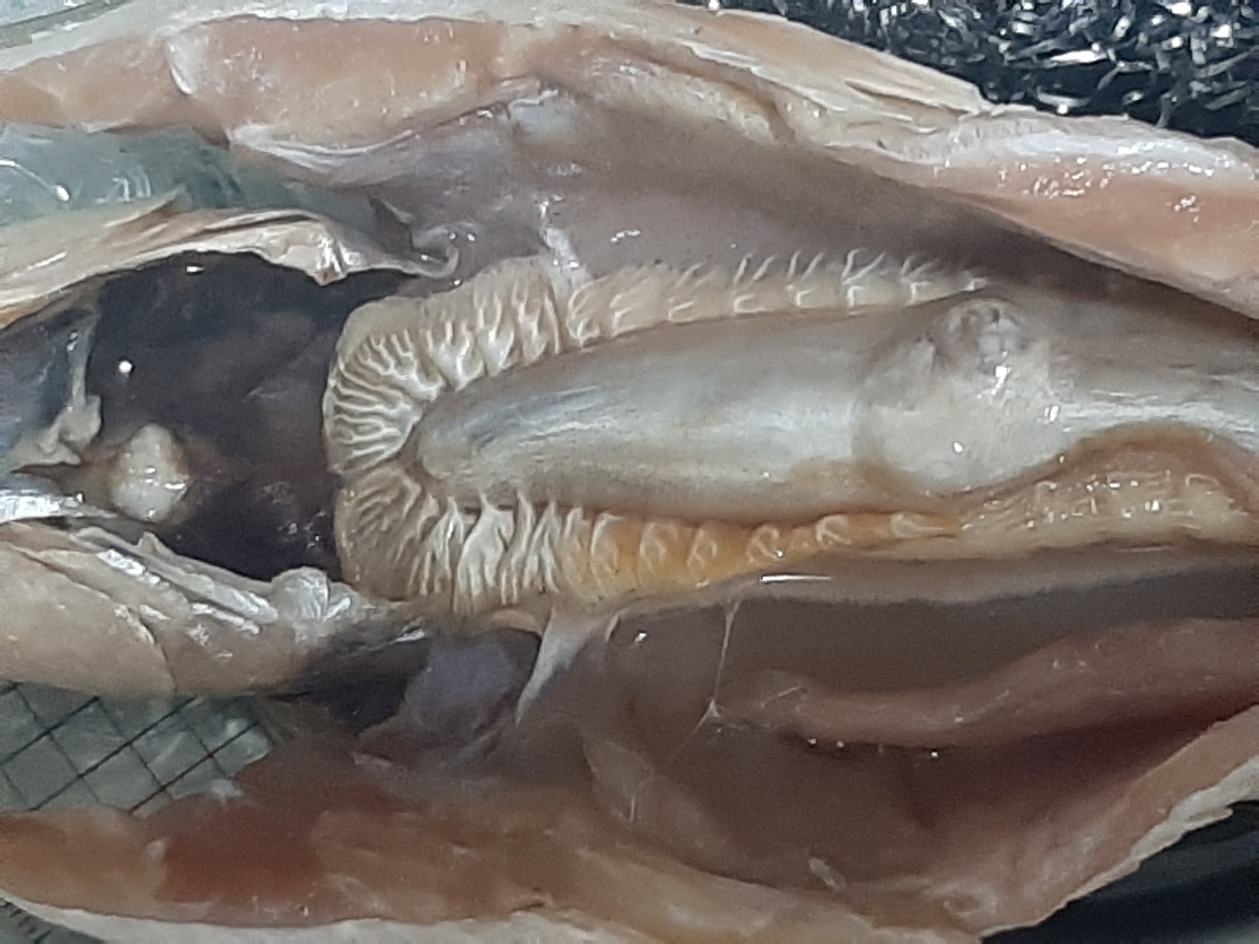 盲鰻的魚膘
