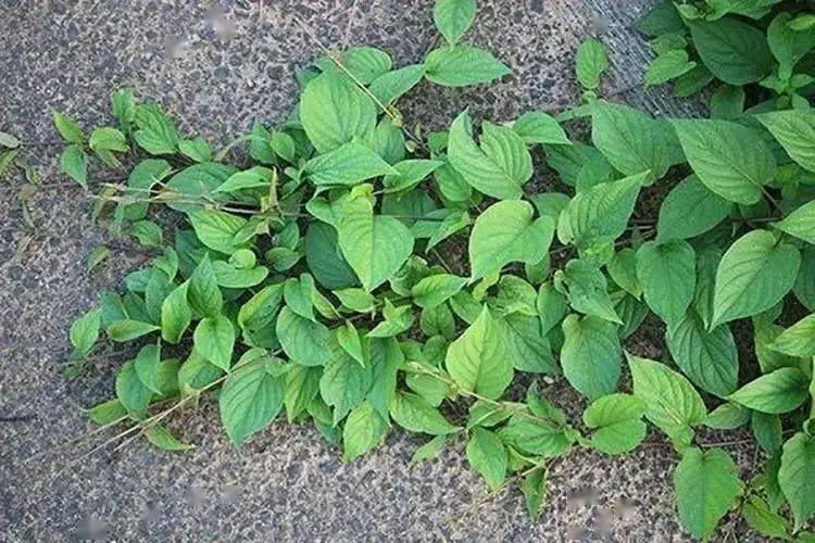 雞屎藤 (圖:聽友水流星洋提供)