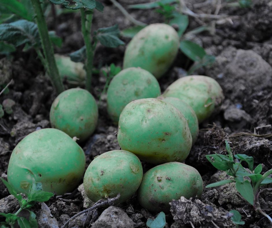 Khi củ khoai tây tiếp xúc quá nhiều với ánh sáng trong quá trình trồng trọt, bảo quản hoặc vận chuyển, sẽ khiến chất solanine tích tụ, làm vỏ khoai tây chuyển sang màu xanh lục. (Ảnh minh họa: Pixabay)