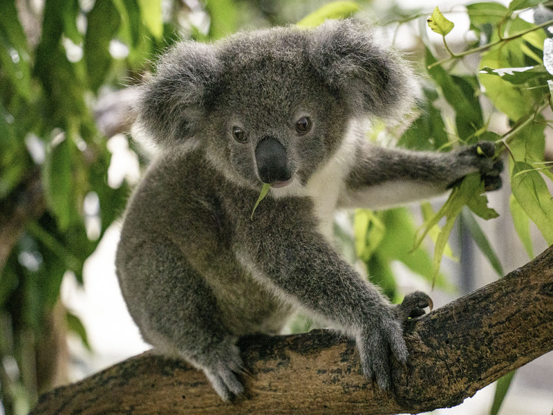 Đi! Đến Sở thú Đài Bắc thăm chú gấu Koala